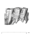 SK 877.SKW 31 Paranthropus robustus right maxilla lingual
