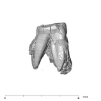 SK 877.SKW 31 Paranthropus robustus right maxilla mesial