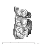 SK 877.SKW 31 Paranthropus robustus right maxilla occlusal