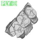 SK 877.SKW 31 Paranthropus robustus right maxilla ply
