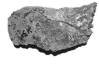 SK 878a Paranthropus robustus tooth fragments