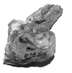 SK 878c Paranthropus robustus tooth fragment