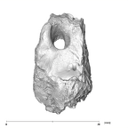 SK 879 Paranthropus robustus left temporal 1
