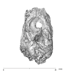 SK 879 Paranthropus robustus left temporal 3