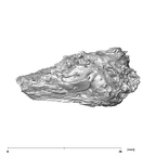 SK 879 Paranthropus robustus left temporal 4
