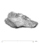 SK 879 Paranthropus robustus left temporal 5