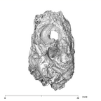 SK 879 Paranthropus robustus left temporal 6