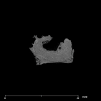 SK 879 Paranthropus robustus left temporal internal