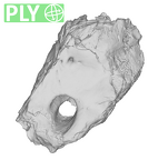 SK 879 Paranthropus robustus left temporal ply