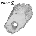 SK 879 Paranthropus robustus left temporal ply movie