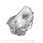SK 879 Paranthropus robustus right temporal 1