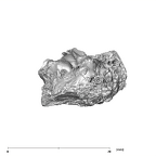 SK 879 Paranthropus robustus right temporal 2