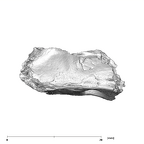 SK 879 Paranthropus robustus right temporal 3