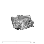 SK 879 Paranthropus robustus right temporal 4