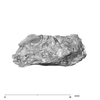 SK 879 Paranthropus robustus right temporal 5