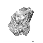 SK 879 Paranthropus robustus right temporal 6