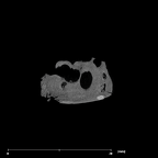 SK 879 Paranthropus robustus right temporal internal