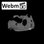 SK 879 Paranthropus robustus right temporal ct stack movie