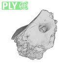 SK 879 Paranthropus robustus right temporal ply
