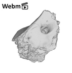 SK 879 Paranthropus robustus right temporal ply movie