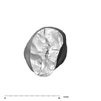 SK 87 Paranthropus robustus LRC apical