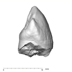 SK 87 Paranthropus robustus LRC distal