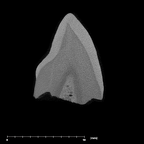 SK 87 Paranthropus robustus LRC internal