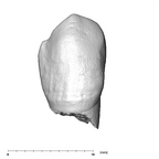 SK 87 Paranthropus robustus LRC labial