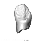 SK 87 Paranthropus robustus LRC lingual