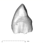 SK 87 Paranthropus robustus LRC mesial