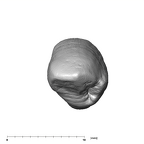 SK 87 Paranthropus robustus LRC occlusal