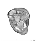 SK 880 Paranthropus robustus LLM3 apical
