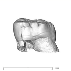 SK 880 Paranthropus robustus LLM3 buccal