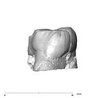 SK 880 Paranthropus robustus LLM3 distal
