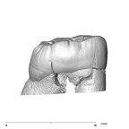 SK 880 Paranthropus robustus LLM3 lingual