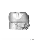 SK 880 Paranthropus robustus LLM3 mesial
