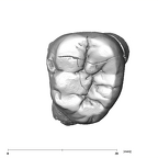 SK 880 Paranthropus robustus LLM3 occlusal