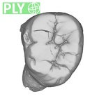 SK 880 Paranthropus robustus LLM3 ply