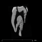 SK 881 Paranthropus robustus left maxilla LLP4 internal