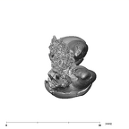 SK 881 Paranthropus robustus left maxilla apical