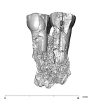 SK 881 Paranthropus robustus left maxilla buccal