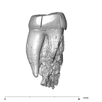 SK 881 Paranthropus robustus left maxilla distal