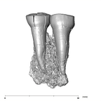 SK 881 Paranthropus robustus left maxilla lingual