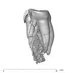 SK 881 Paranthropus robustus left maxilla mesial