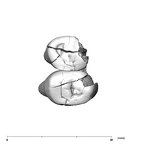 SK 881 Paranthropus robustus left maxilla occlusal