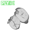 SK 881 Paranthropus robustus left maxilla ply