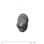 SK 882 Paranthropus robustus ULM apical