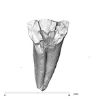 SK 882 Paranthropus robustus ULM buccal