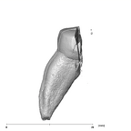 SK 882 Paranthropus robustus ULM distal