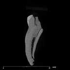 SK 882 Paranthropus robustus ULM internal